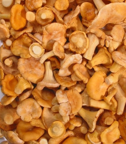 Chanterelles